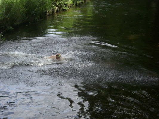S73R0053 MordenHallParkGoldie